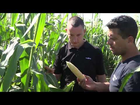 Видео: Сладка царевица от Синджента