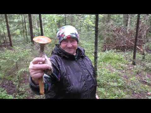 Видео: НУ БАБУШКА НУ ДАЁТ, ЛУЧШЕ ВСЕХ НАХОДИТ БЕЛЫЕ ГРИБЫ! ОПЫТНАЯ ГРИБНИЦА!