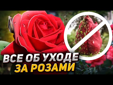 Видео: 🌹РОЗЫ для ленивых и занятых. МАЛОИЗВЕСТНЫЕ СЕКРЕТЫ ухода за розами