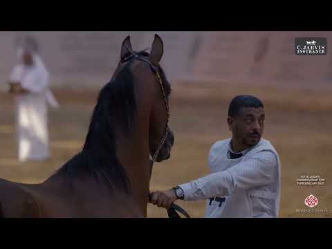 Видео: 1-й чемпионат Al Asayel по чистокровным жеребцам AH 2025 года среди взрослых жеребцов