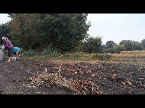 Видео: Є що копати цьогоріч....а вона не почім знову по регіонах.