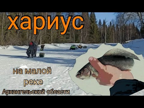 Видео: Ловим ХАРИУСА в таежной реке! 200 км на снегоходах по тайге! Супер изба! Весна 23г. Russian grayling