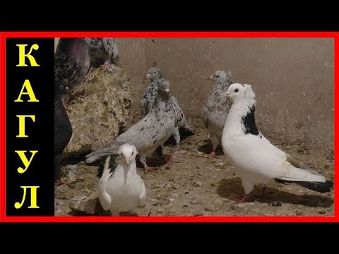 Видео: Старотипные Бакинские Голуби . В Гостях у одного из Лучших Голубеводов Молдавии