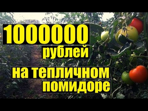 Видео: Как заработать МИЛЛИОН рублей на помидоре в теплице?