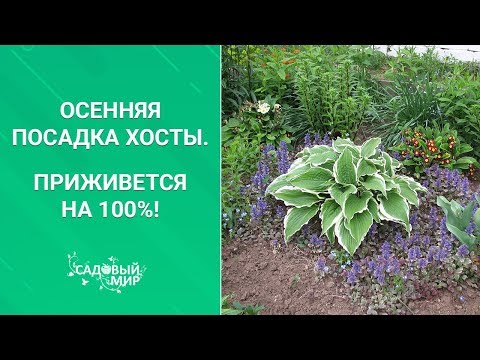 Видео: Осенняя посадка хосты. Приживется на 100%!