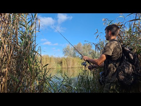 Видео: Лов ХИЖАКА на річці Дністер. Щука, окунь на силікон та блешні. Риболовля 2024