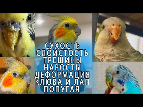 Видео: ПРИЧИНЫ СУХОГО СЛОЯЩЕГОСЯ КЛЮВА И ЛАП У ПОПУГАЕВ КАК ВЫБРАТЬ УВЛАЖНИТЕЛЬ ВОЗДУХА