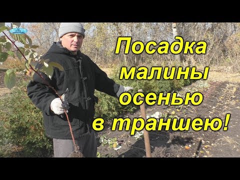 Видео: Осенняя посадка малины. Самый рабочий способ!