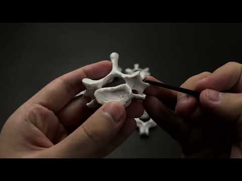 Видео: Мойын омыртқалары