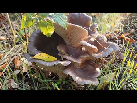 Видео: Сбор вешенки! Грибы прячутся от всех! 26.10.2025.