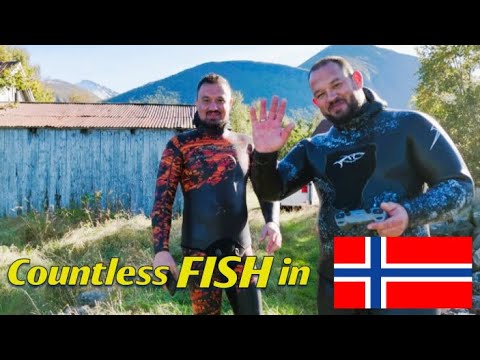 Видео: Безброй риби - Dobs Spearfishing в Норвегия (част 3)