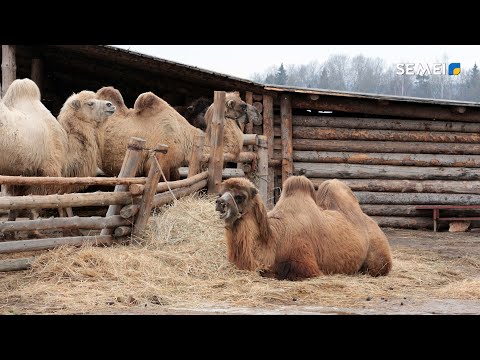 Видео: ТҮЙЕ ШАРУАШЫЛЫҒЫ