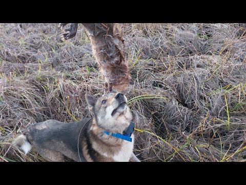 Видео: Каюра день