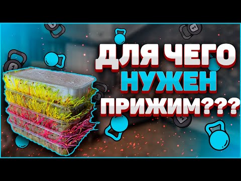 Видео: Прижим для микрозелени! Для чего он нужен? Бизнес микрозелень!