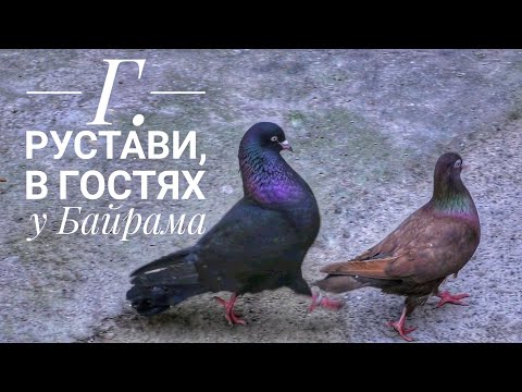 Видео: Бойные Голуби. Г. Рустави, В гостях у Байрама. 10.02.21 Грузия