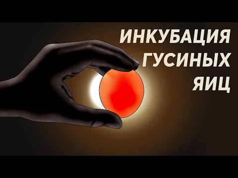 Видео: Инкубация гусиных яиц. Все что нужно знать.