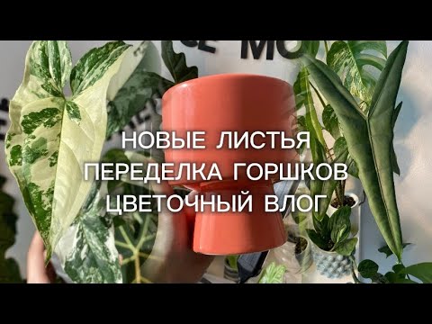 Видео: Цветочный влог #6: обзор растений, переделка кашпо, уход за растениями