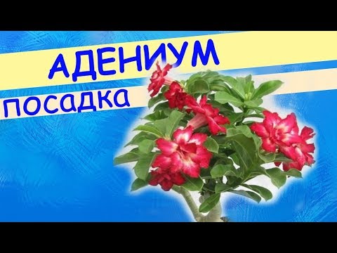 Видео: Посадка адениума. Адениум из Азии - адаптация.