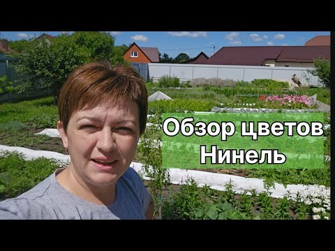 Видео: Цветы и зелень для букетов