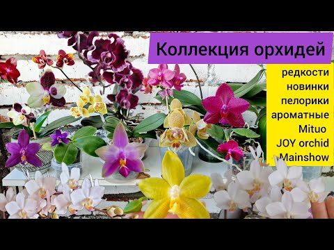Видео: Коллекция Орхидей, редких, коллекционных фаленопсисов, домашнее цветение Mituo JOY Mainshow пелорики