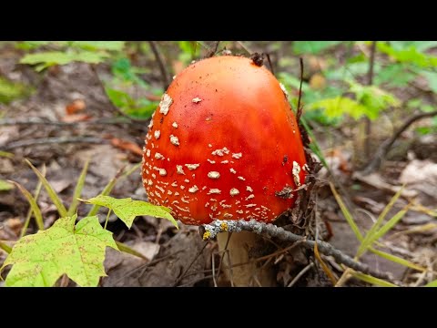 Видео: Собираю в лесу грибы, диалог о хейтерах и комментариях