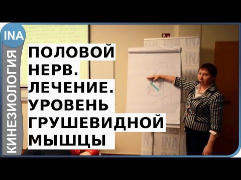 Видео: Половой нерв. Лечение. Уровень 1. Кинезиология. Л.Ф.Васильева