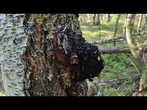 Видео: В лес за чагой. 