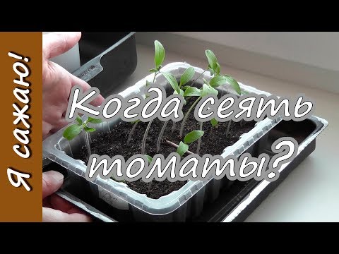 Видео: Когда сеять ПОМИДОРЫ на рассаду? Я сажаю.