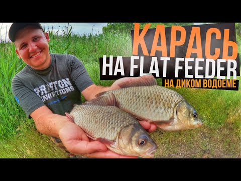 Видео: Ловля КАРАСЯ на ФЛЭТ ФИДЕР | РЫБАЛКА на ДИКОМ водоеме