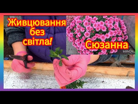 Видео: Можно и так!😉Укоренение без света🫣Но ньюансы‼️Живцы георгины и супер Сюзанна