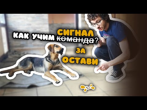 Видео: Как учим СИГНАЛ (команда или дума) за ОСТАВИ и как вдигаме нивото да тренираме в ДВИЖЕНИЕ