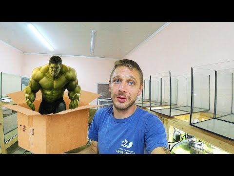 Видео: Приехал зверь в коробке,  рвет пакеты на раз два