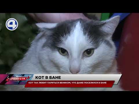 Видео: Кот парится веником в бане / Свердловская область