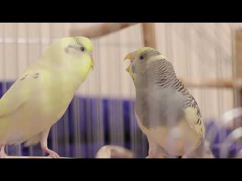 Видео: Весёлое пение для попугайчиков. Тоша и Ксюша.