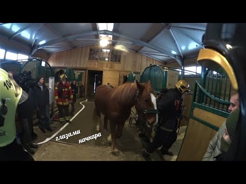 Видео: Глазами начкара #60: Семинар по эвакуации лошадей.