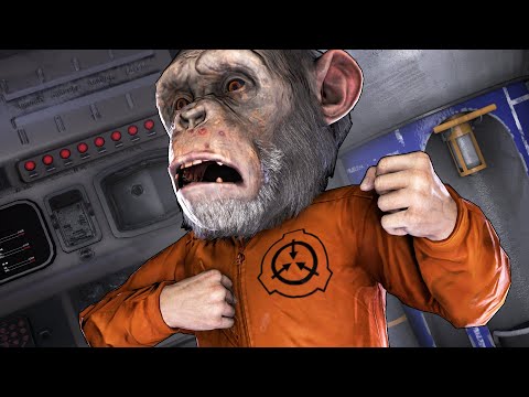 Видео: Я БАБУИН! │SCP : SECRET LABORATORY!