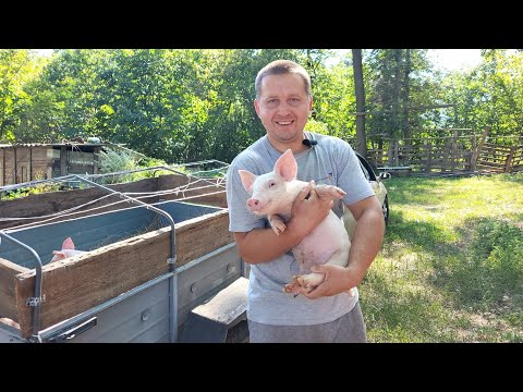 Видео: ‼️ Новая партия Свиней 🐷 поросята по 7-8 кг 😱 свиньи дерево 🌲 не грызут ‼️