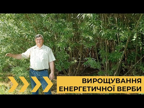 Видео: Вирощування енергетичної верби