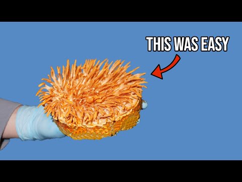 Видео: Выращивание кордицепса в банках.