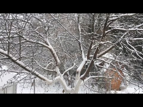 Видео: Как понизить высоту кроны плодовых деревьев