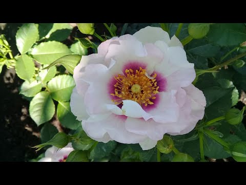 Видео: Как за сезон из черенка розы,вырастить полноценный куст 🌹И почему я не обрываю бутоны у первогодок?