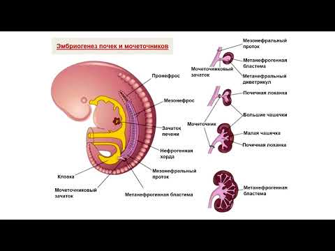 Видео: Ультразвуковая диагностика (УЗИ). Доктор Иогансен. Аномалии развития почек и мочеточников.
