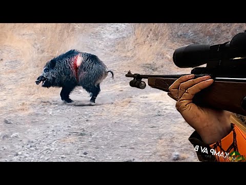 Видео: ЛУЧШАЯ ОХОТА НА КАБАНА - ОТЛИЧНЫЕ СЦЕНЫ - Охота на дикого кабана, свинья