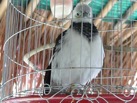 Видео: Смешной разговор птицы с человеком. Вьетнам.