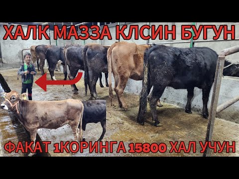 Видео: НОДИРБЕК ПОЛВОН АКАМЗДАН 1КОРИНГА ЭНГ ОЛДИ МОЛАРИ ШУ АКАДА БУЛАДИ ОЛГАН ОДАМЛАР МАЗЗА КЛАДИ БУГУН ДУ