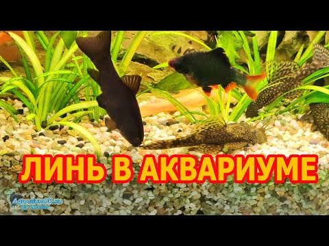 Видео: Почему линь может жить в тепловодном аквариуме?