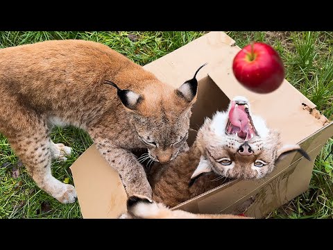 Видео: Реакция РЫСЕЙ на КОРОБКУ с ФРУКТАМИ / Не повезло с котятами?