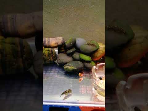 Видео: Севильи. Мой опыт содержания и размножения