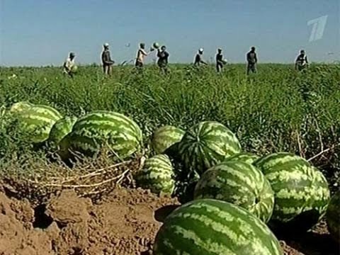 Видео: Урожай. Сто дорог. Белгород, Часть 3.