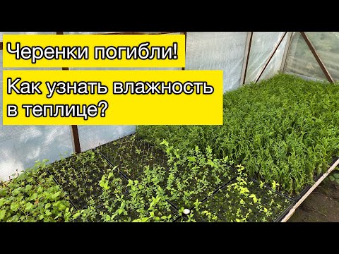 Видео: Черенки погибли | Как узнать влажность в теплице? | Садовые дела